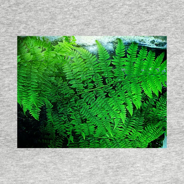 The fern outside my door by WesternExposure